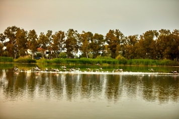 Kuş Cenneti Galeri