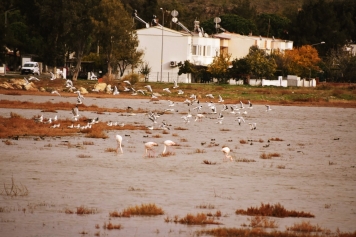 Kuş Cenneti Galeri