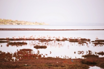 Kuş Cenneti Galeri