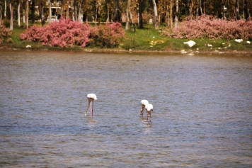 Kuş Cenneti Galeri