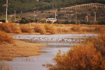 Kuş Cenneti Galeri