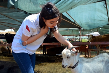 Büyükbaş ve Küçükbaş Kurbanlıklar Alıcılarını Bekliyor Galeri