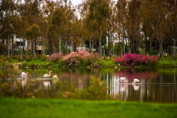 Aliağa Belediyesi’nden Yeni Yıl Hediyesi: Aliağa Kuş Cenneti ve Güzelhisar Deltası Galeri