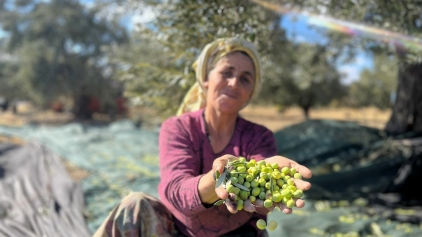 Aliağa, Zeytin Hasat Şenliğinde Buluşuyor Galeri