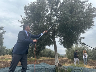 Aliağa’da 2. Zeytin Hasat Şenliği Düzenlendi Galeri