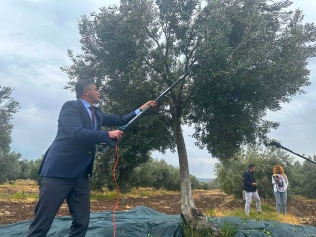 Aliağa, 4. Zeytin Hasat Şenliği’nde Buluşuyor Galeri
