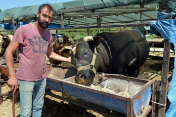 Aliağa’da Kurbanlıklar Alıcılarını Bekliyor Galeri