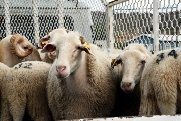 Aliağa’da Üreticiye Destek Sürüyor: Hibeli Koyun ve Koçlar Üreticilere Teslim Edildi Galeri