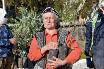 Aliağa’da Zeytin Şöleni Sürüyor Galeri