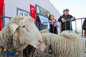 Aliağa Belediyesi'nden Üreticilere Koç Desteği Galeri