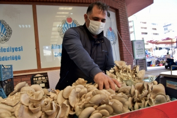 İstiridye Mantarlarının İlk Mahsulleri Satışa Sunuldu Galeri