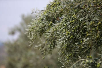 Aliağa’da 2. Zeytin Hasat Şenliği Düzenlendi Galeri