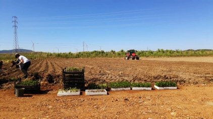 Aliağa Belediyesi’nden Tarımsal Kalkınmaya Destek Galeri