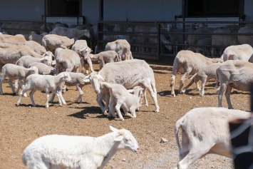 Aliağa’da Küçükbaş Hayvancılığa Güçlü Destek: 3’üncü Etap Damızlık Dağıtımları Gerçekleştirildi Galeri