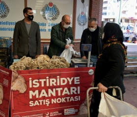 İstiridye Mantarlarının İlk Mahsulleri Satışa Sunuldu Galeri