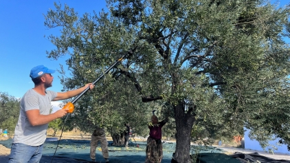 Aliağa, Zeytin Hasat Şenliğinde Buluşuyor Galeri