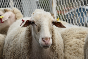 Aliağa’da Üreticiye Destek Sürüyor: Hibeli Koyun ve Koçlar Üreticilere Teslim Edildi Galeri