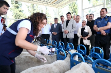 Aliağa’da Yavru Ölümlerine Karşı Aşı Kampanyası Başladı Galeri