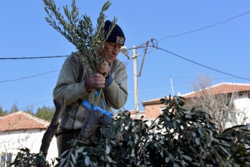 Aliağa’da Zeytin Şöleni Sürüyor Galeri