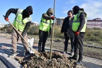 Aliağa’yı Pavlonya Ağaçları Süsleyecek Galeri