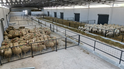 Üreticilere Destek Sağlayacak ‘Damızlık Koyun Üretim Merkezi’ Faaliyete Geçti  Galeri