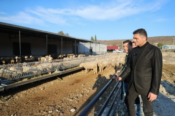 Aliağa Damızlık Koyun Üretim Merkezi Kırsal Kalkınmaya Güç Katıyor Galeri