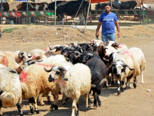 Büyükbaş ve Küçükbaş Kurbanlıklar Alıcılarını Bekliyor Galeri