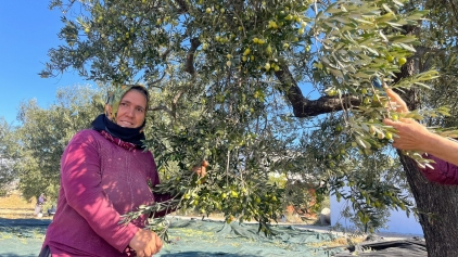 Aliağa, Zeytin Hasat Şenliğinde Buluşuyor Galeri