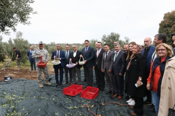 Aliağa’da 2. Zeytin Hasat Şenliği Düzenlendi Galeri