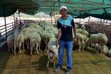 Aliağa’da Kurbanlıklar Alıcılarını Bekliyor Galeri