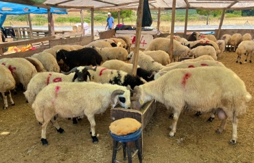 Aliağa’da Kurbanlıklar Alıcılarını Bekliyor Galeri