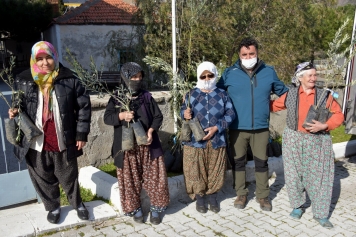 Aliağa’da Zeytin Şöleni Sürüyor Galeri