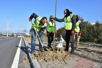 Aliağa’yı Pavlonya Ağaçları Süsleyecek Galeri