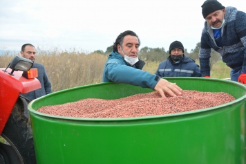 Damızlık Koyun Üretim Merkezi İçin Yem Bitkisi Ekildi Galeri