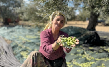 Yeni Şakran’ın Aromatik Zeytinyağları Sofralardaki Yerini Alıyor Galeri