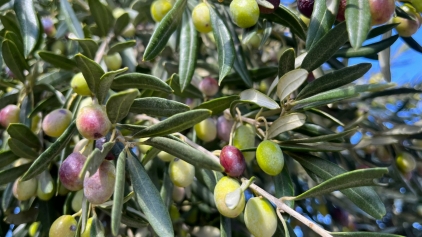 Aliağa, 4. Zeytin Hasat Şenliği’nde Buluşuyor Galeri