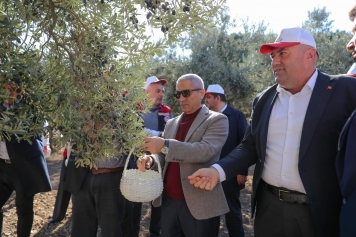 Aliağa’da 3. Zeytin Hasat Şenliği Düzenlendi Galeri
