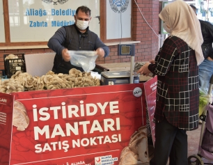 İstiridye Mantarlarının İlk Mahsulleri Satışa Sunuldu Galeri