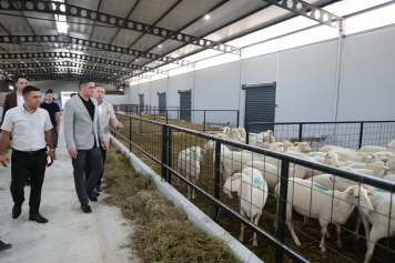 Aliağa Damızlık Koyun Üretim Merkezi Kırsal Kalkınmaya Güç Katıyor Galeri