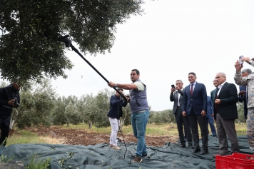 Aliağa’da 2. Zeytin Hasat Şenliği Düzenlendi Galeri