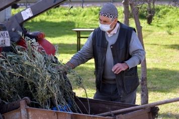 Aliağa’da Zeytin Şöleni Sürüyor Galeri