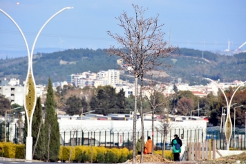 Aliağa’yı Pavlonya Ağaçları Süsleyecek Galeri