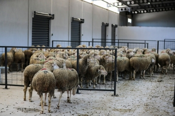 Üreticilere Destek Sağlayacak ‘Damızlık Koyun Üretim Merkezi’ Faaliyete Geçti  Galeri