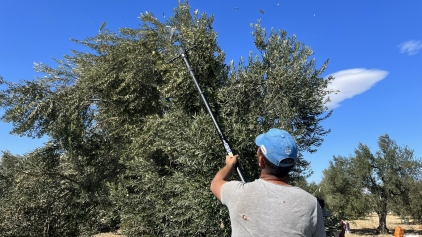 Yeni Şakran’ın Aromatik Zeytinyağları Sofralardaki Yerini Alıyor Galeri