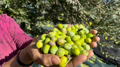 Aliağa, Zeytin Hasat Şenliğinde Buluşuyor Galeri