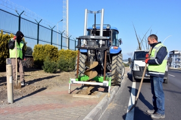 Aliağa’yı Pavlonya Ağaçları Süsleyecek Galeri