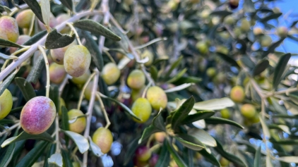 Aliağa, Zeytin Hasat Şenliğinde Buluşuyor Galeri