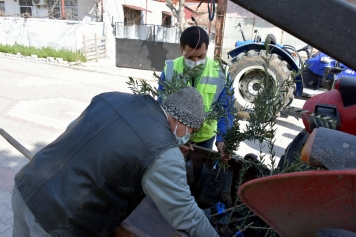 Aliağa’da Zeytin Şöleni Sürüyor Galeri