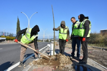 Aliağa’yı Pavlonya Ağaçları Süsleyecek Galeri