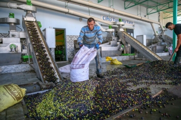 Yeni Şakran’ın Aromatik Zeytinyağları Sofralardaki Yerini Alıyor Galeri